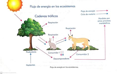 Esquema De Flujo De Materia Y Energia En El Ecosistema Acerca De My