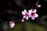 【2021元宵节，春天来的早，家乡桃花开的火红。摄影图片】生态摄影_太平洋电脑网摄影部落