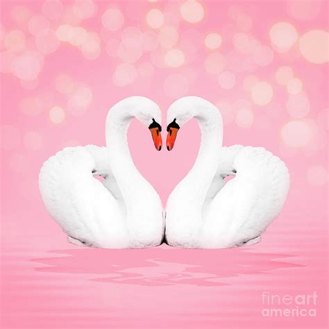 Mute Swans With Heart Shaped Necks Photograph By Ardea Pixels