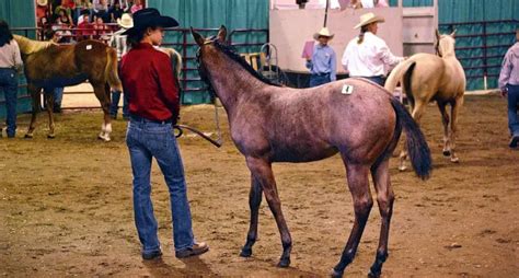 Buying A Horse At Auction Horse Factbook
