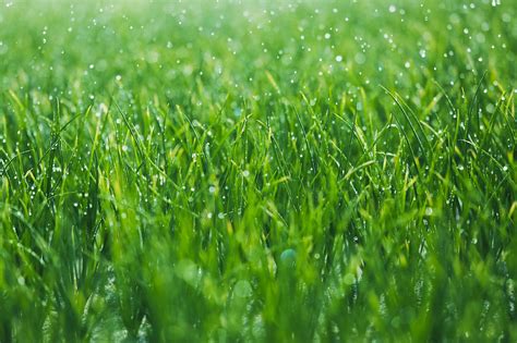 Grass Seed - Frequently Asked Questions | Paul's Garden Centre