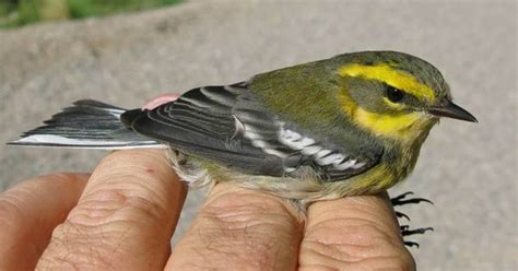 A Bird Of The Pacific Northwest The Townsends Warbler Nests In