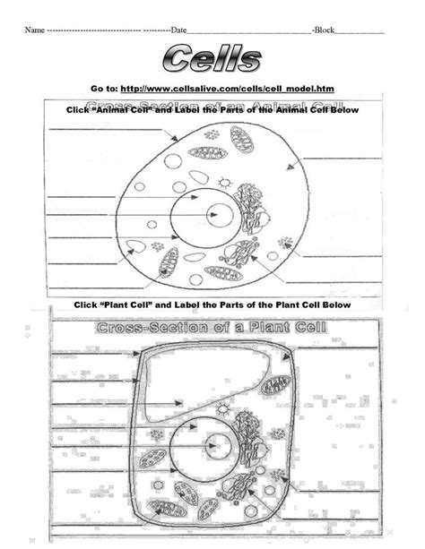 Plant Cell Diagram Worksheet Answers