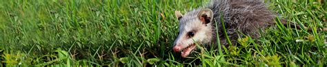 Professional New Jersey Opossum Control Viking Pest Control