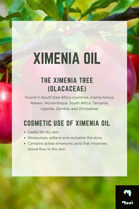 Ximenia Oil