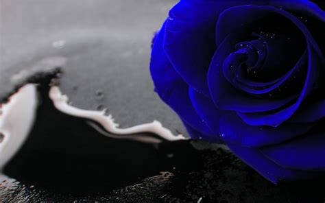 Image Result For Blue Rose Wallpaper Blue Roses Wallpaper Blue