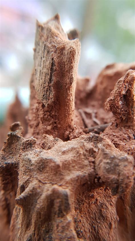 Dry Tree Covered By Termite Mud 4k Ultra Hd Mobile Wallpaper