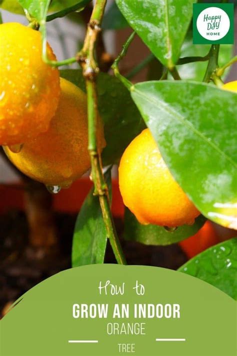 How To Grow An Indoor Orange Tree Happy Diy Home