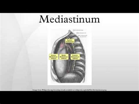 The mediastinum can be separated into superior and inferior halves. Mediastinum - YouTube
