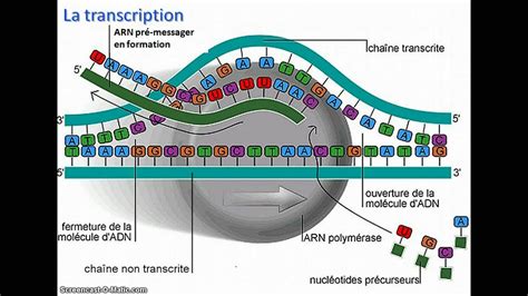 A Quoi Sert La Replication De L'adn - De l'ADN à l'ARNm - YouTube