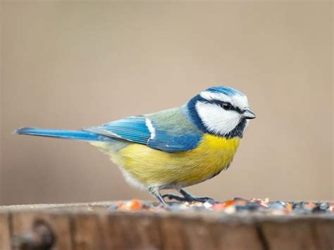 What Do Blue Tits Eat Complete Guide Birdfact