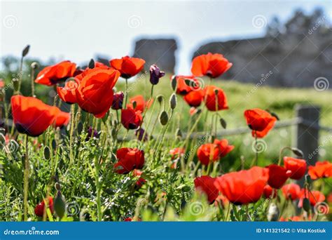 Red Meadow Of Flowersred Poppies Meadow With Green Grass Stock Photo