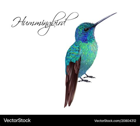 Hummingbird Realistic Royalty Free Vector Image
