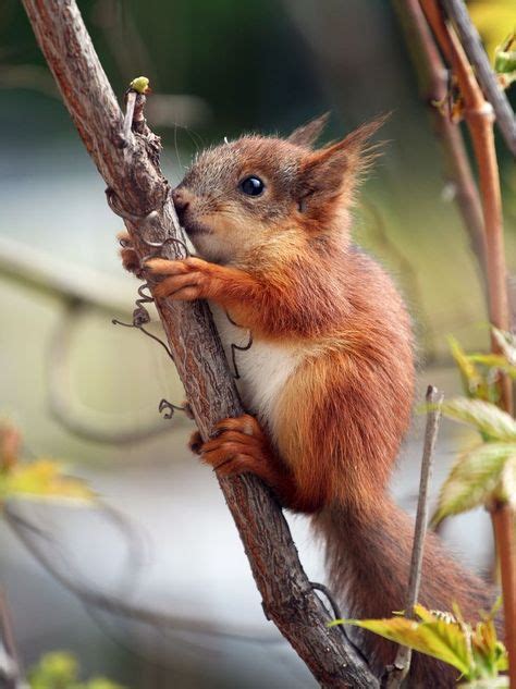 740 Ideeën Over Squirrels Eekhoorn Dieren Schattige Dieren