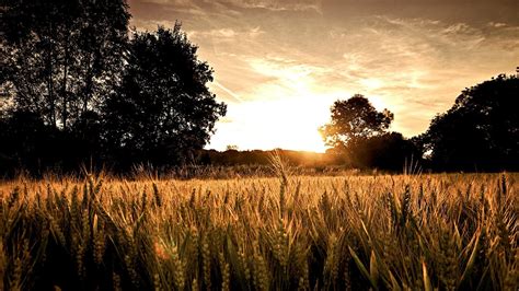 Nature Landscape Field Trees Silhouette Sunset Spikelets