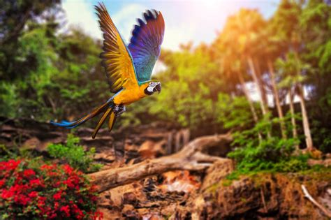 Download Parrot Macaw Flight Animal Blue And Yellow Macaw Blue And