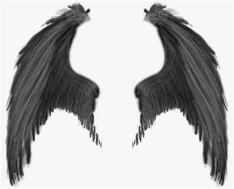 Wing In 2019 Angel Wings Png Angel Wings Drawing Wings Drawing