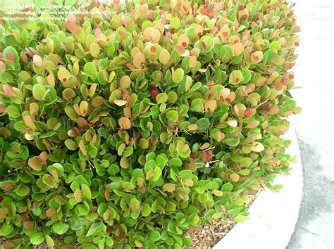 Plant spacing is based on the ultimate width of the plants. 17 Best images about for the garden on Pinterest | Its ...