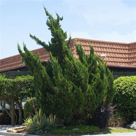 Hollywood Juniper Evergreen Trees