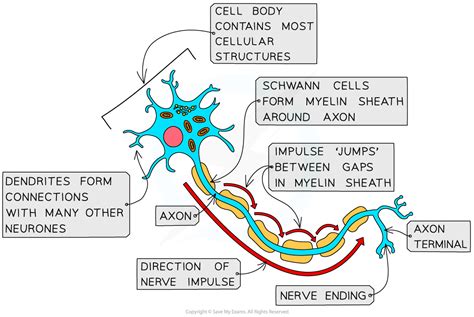 Human Nervous System Structure 2 87 Edexcel IGCSE Biology Revision