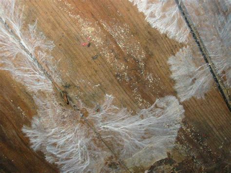 Fungus Problems In Wood Eco Care