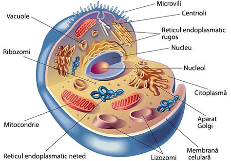 Organizarea Celulelor Eucariote Este Caracteristică Majorităţii