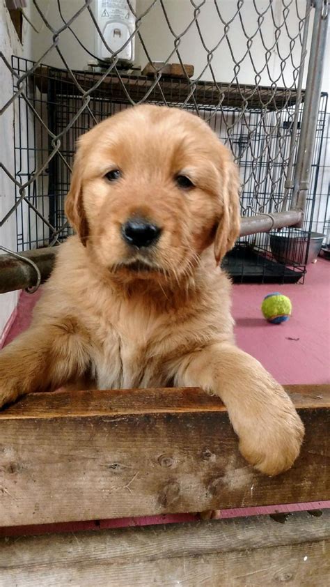 Breeds often compared to the golden retriever Golden Retriever Puppies For Sale | Collier County, FL #290436