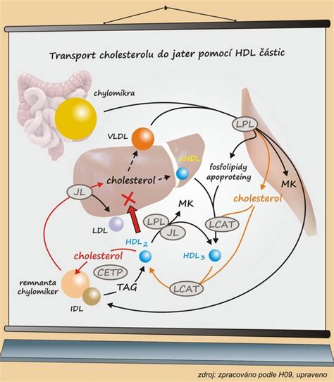 Struktura A Funkce Lipoproteinů