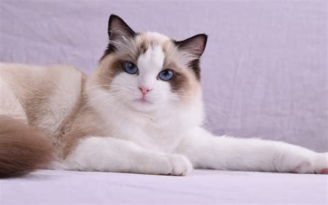 The Ultimate Guide On The Ragdoll Cat Breed Purrpetrators