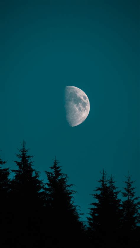 Half Moon Over Pine Iphone Wallpaper In 2020 Iphone Wallpaper Moon