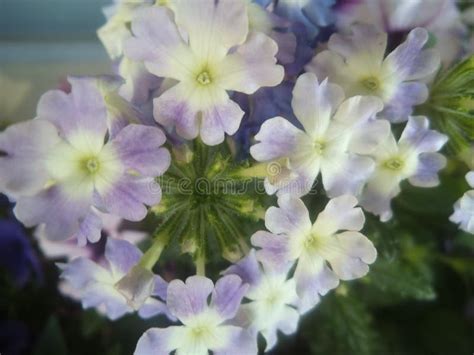 Fresh And Attractive Light Purple Flowers Close Up At The Florist Stock