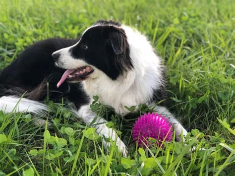 The Border Collie A Guide For Owners Pethelpful