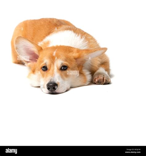 Corgi Fluffy Dog Isolated Stock Photo Alamy