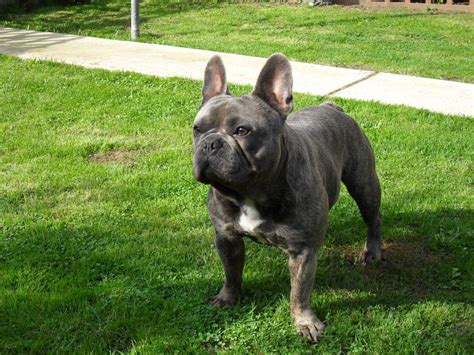 Color choice also affects the cost of french bulldog puppies. Blue/ Brindle French Bulldog Boy For Sale | Basildon ...