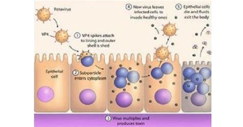 Rotavirus Pathogenesis Clinical Symptoms Laboratory Diagnosis And Treatment