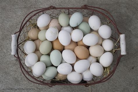 Urban Chicken Podcast The Good Egg Marie Simmons On Egg Cooking