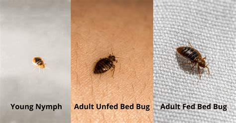 Three Different Types Of Bed Bugs