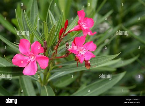 Close Up Pink Nerium Oleander Flowers Hi Res Stock Photography And