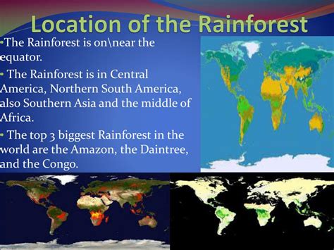 Ppt The Rainforest Powerpoint Presentation Free Download Id2111282