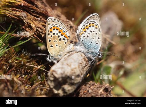 Pair Of Two Silver Studded Blue Butterflies Plebejus Argus Mating On