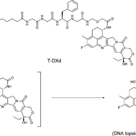Structure And Seven Attributes Of Trastuzumab Deruxtecan Download Scientific Diagram