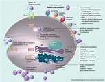 Dengue: an update on treatment options | Future Microbiology