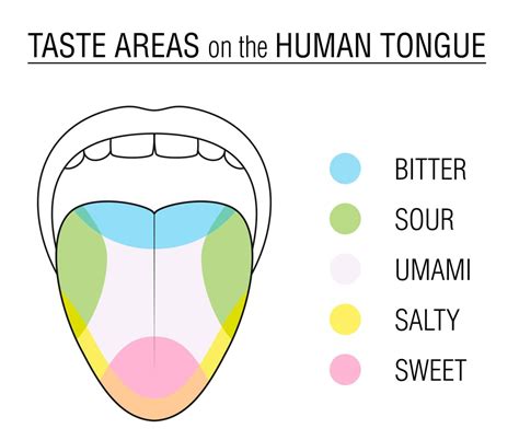Map Of The Tongue Taste Buds World Map Sexiz Pix