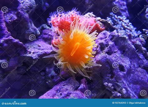 Balanophyllia Elegans Orange Cup Coral Stock Image Image Of Marine