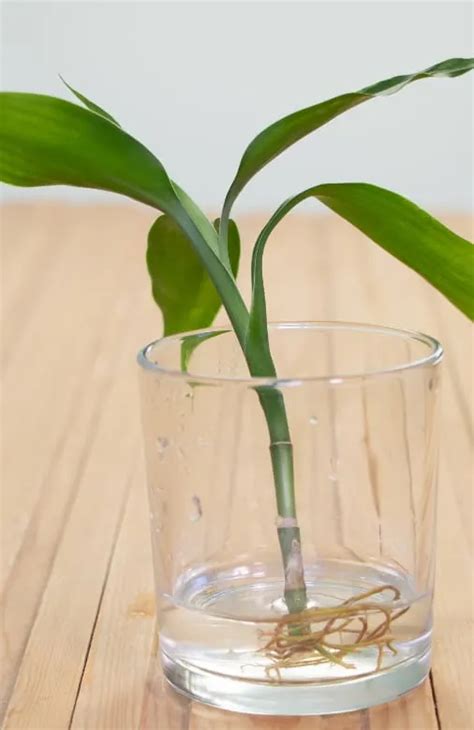 Can Lucky Bamboo Grow In Water Here S How Garden For Indoor