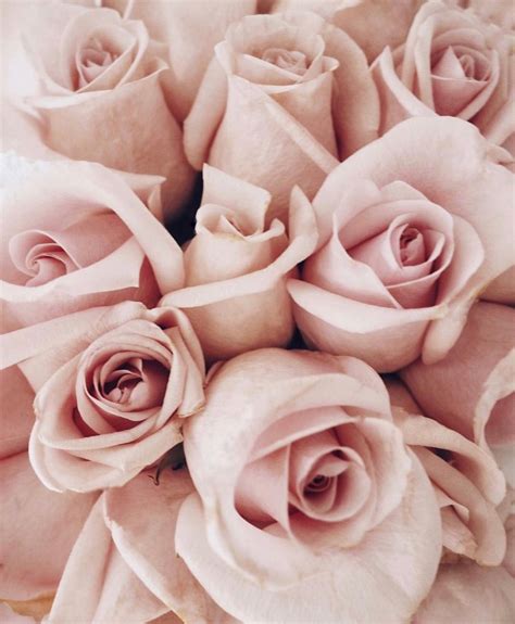 Pink Roses Pink Flowers Blush Roses Pretty In Pink Beautiful
