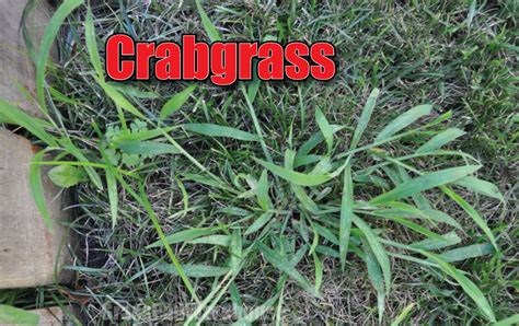 Pay attention to the mowing heights. The Grass Rhizome: Uncle's Secret for Crabgrass Control