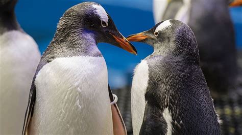 Too Cute Two Gentoo Penguin Chicks Hatch At Tennessee Aquarium