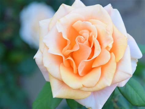 The Marilyn Monroe Rose Roses Wow Free Photo On Pixabay Pixabay
