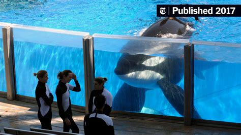 Tilikum, the Killer Whale Featured in ‘Blackfish,’ Dies - The New York